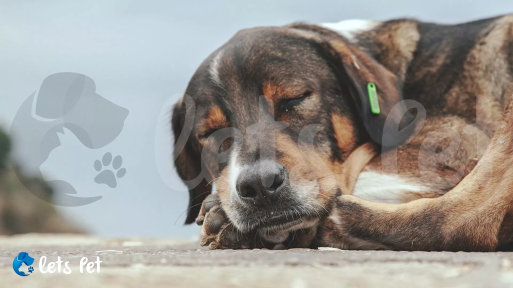 letspet-community-stories-the-bond-between-street-animals-and-shopkeepers