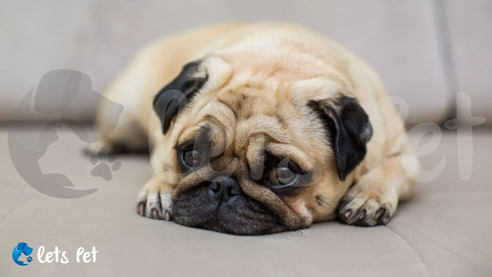 letspet-pet-health-issues-recognizing-the-signs-of-diabetes-in-cats-and-dogs