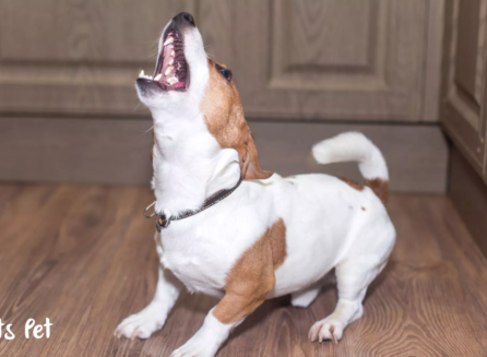 letspet-training-and-behaviour-barking-up-the-wrong-tree-managing-excessive-barking