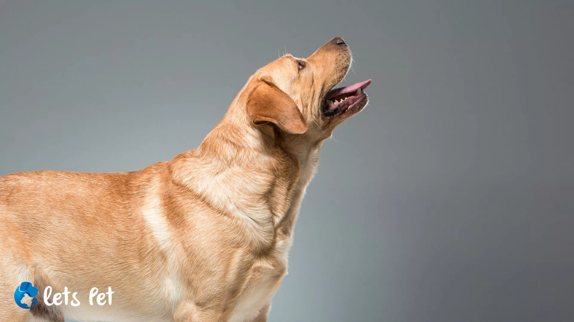 Labrador Retrievers: Understanding Your Loyal Companion – Blog | letspet.in