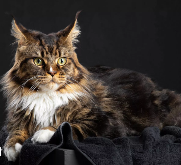 letspet-breed-profiles-the-majestic-maine-coon-a-profile-of-americas-fluffy-giant