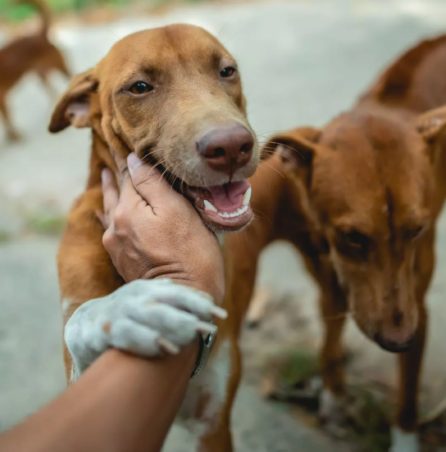 letspet-community-stories-local-heroes-spotlight-on-pet-rescuers-and-advocates