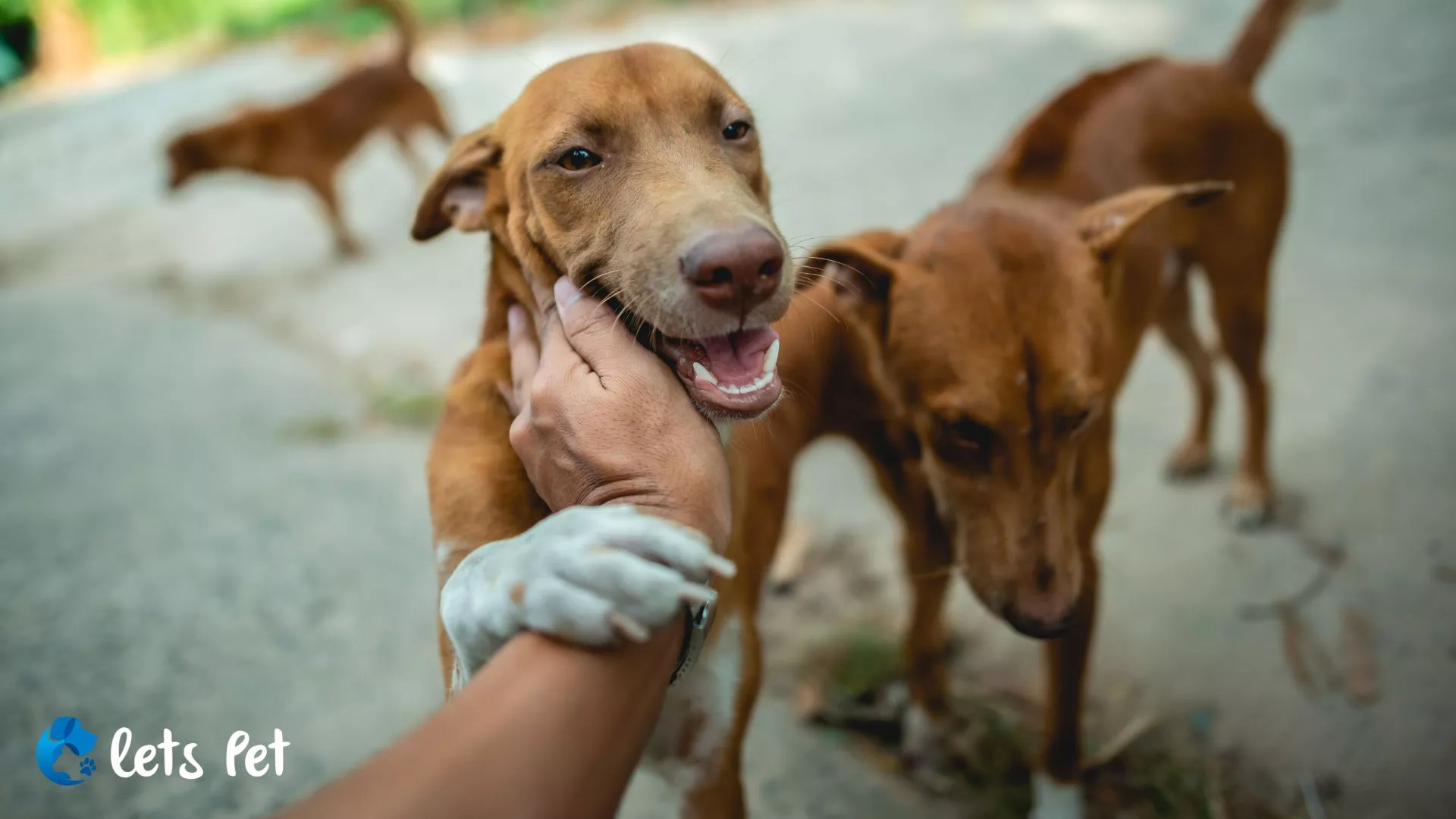 letspet-community-stories-local-heroes-spotlight-on-pet-rescuers-and-advocates