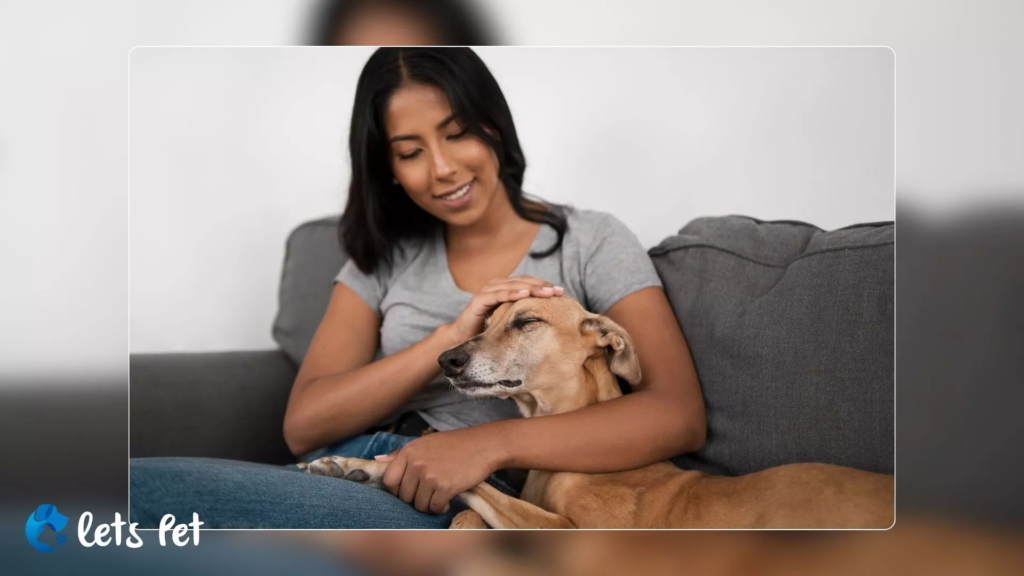 letspet-pet-adoption-stories-fostering-to-adopt-the-path-to-finding-your-perfect-petletspet-pet-adoption-stories-fostering-to-adopt-the-path-to-finding-your-perfect-pet