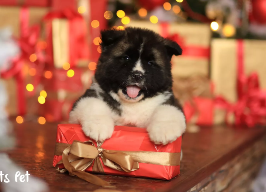 letspet-pet-care-essentials-the-new-pet-owners-checklist-essentials-for-your-furry-friend