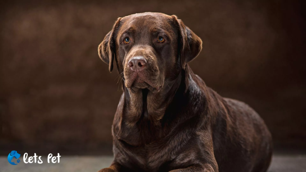 letspet-pet-health-issues-managing-chronic-pain-in-elderly-pets