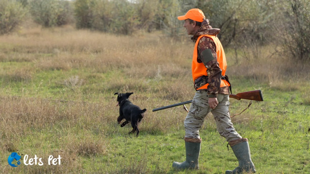 letspet-wildlife-conservation-the-role-of-pets-in-wildlife-conservation-efforts