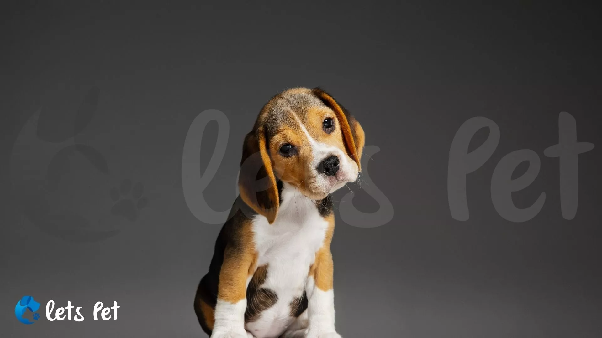 letspet-pet-laws-and-rights-legal-considerations-when-buying-a-pet