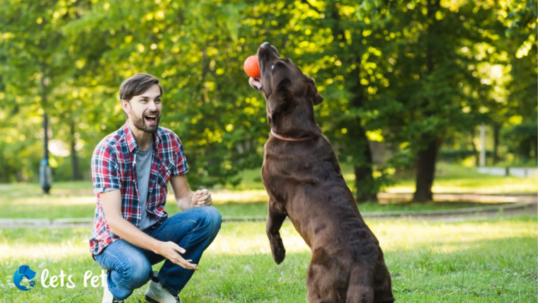 letspet-training-and-behaviour-positive-reinforcement-training-basics-for-beginners
