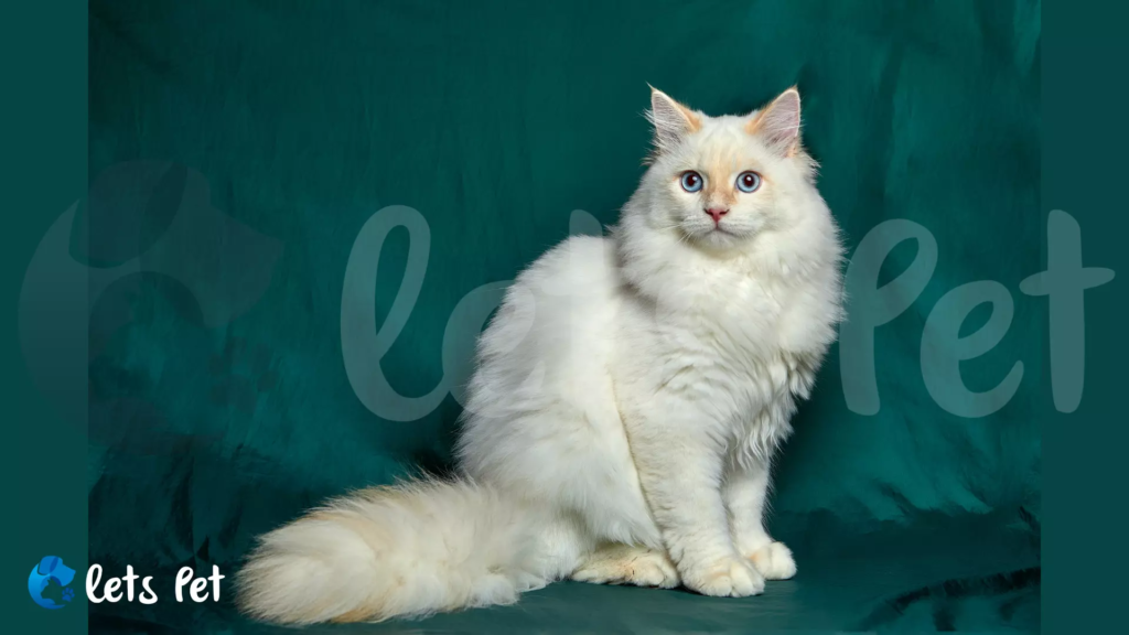letspet-breed-profiles-the-purring-persians-a-guide-to-the-breed