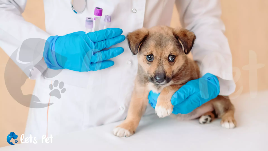 letspet-pet-care-essentials-the-importance-of-regular-vet-check-ups