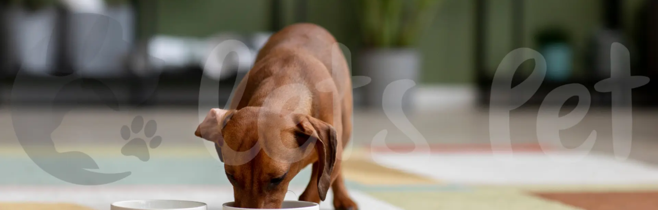 letspet-pet-health-and-nutrition-the-best-nutritional-practices-for-your-growing-puppy