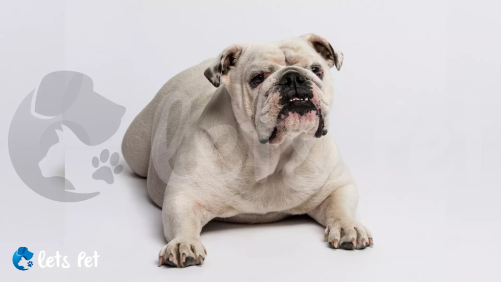 letspet-pet-health-issues-pet-obesity-an-epidemic-of-excess-weight