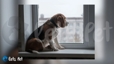 letspet-training-and-behaviour-dealing-with-separation-anxiety-in-pets